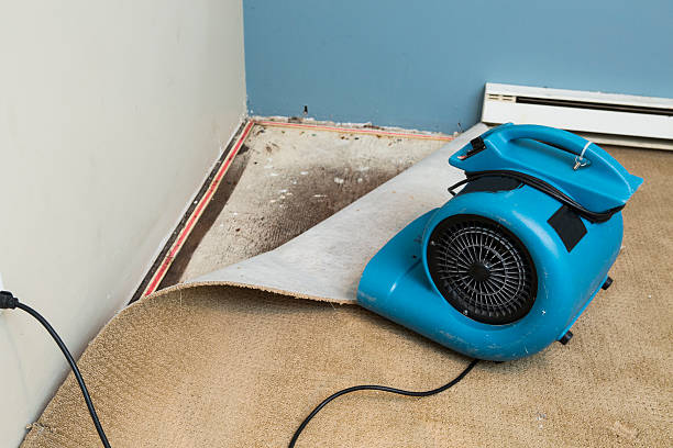 Best Water damage contractors near me  in Watertown, FL